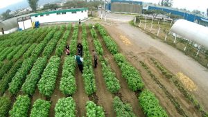 INIA: se ha invertido más de S/220 millones en innovación agraria