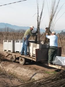 Lo esencial del control de nematodos en cerezo