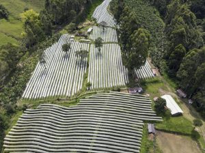 Jardín Exotics, frutas exóticas todo el año
