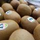 Principal productor de kiwis del mundo cierra temporada con récord de ingresos