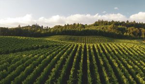 Agricultores peruanos buscan tierras más baratas fuera de sus fronteras