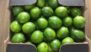 Fuerte alza de exportaciones peruanas de limón Tahití genera alerta por posible impacto en precios