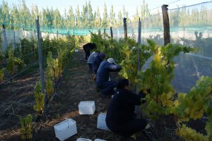 Chile Chico inició la cosecha de uvas para la producción regional del vino más austral del mundo