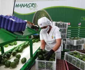 Managro Fresh y los permanentes retos que enfrenta la poscosecha del aguacate