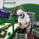 Managro Fresh y los permanentes retos que enfrenta la poscosecha del aguacate