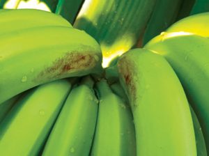 Banano orgánico:  estrategia para control de la mancha roja pasa por implementar prácticas culturales y apostar por el biocontrol