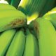 Banano orgánico:  estrategia para control de la mancha roja pasa por implementar prácticas culturales y apostar por el biocontrol
