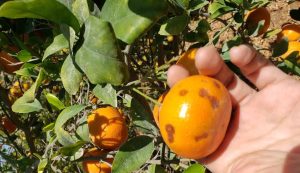 Campaña de mandarina se ve amenazada en Ica por fisiopatía en piel