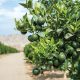 Maduración de las mandarinas sufre retrasos por las altas temperaturas