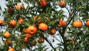 Procitrus descarta un problema generalizado de colapso de corteza en mandarinas de ICA