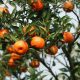 Procitrus descarta un problema generalizado de colapso de corteza en mandarinas de ICA