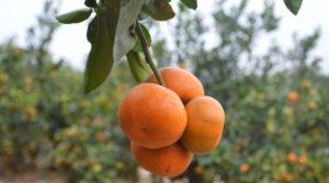 Chile será uno de los pocos países que verá aumento de cosecha de mandarinas en esta temporada