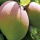 Las nuevas variedades y patrones que mejorarán la rentabilidad del negocio del mango
