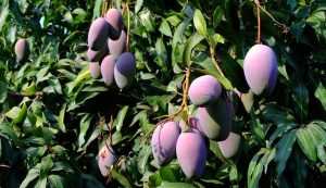 Mango peruano se encuentra en proceso de entrar a seis nuevos mercados