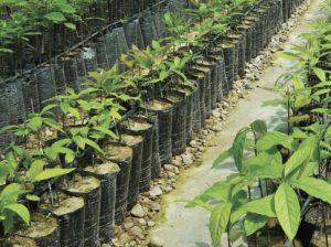 La apuesta por altas densidades para aumentar productividad