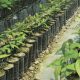 La apuesta por altas densidades para aumentar productividad