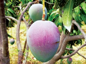 Estrategias para obtener un mango de calidad ‘premium’