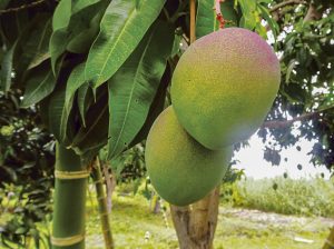 El mango peruano pendiente de una campaña récord