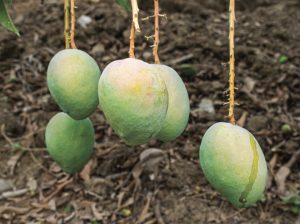 Producción de mango aún estará 5% debajo de volúmenes de campaña 2022/2023