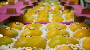 Exportaciones de mango colombiano crecen por impulso del Medio Oriente