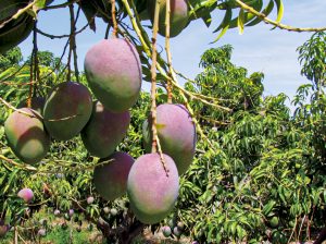 Los envíos de mango caerán entre 70% y 80% esta campaña