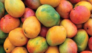 Lanzarán plataforma que facilitará comercialización del mango en EE UU
