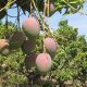 Sequía y fuerte calor afectan la campaña de mango al acelerar la maduración del fruto