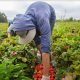 Las opciones con que el campo chileno enfrenta un déficit de 150.000 trabajadores
