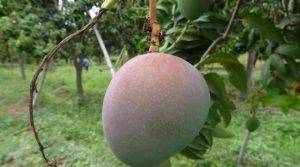 Chile restablece importaciones de mango peruano