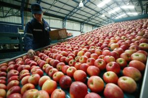 India está cerca de superar a EE UU como principal destino de manzanas chilenas
