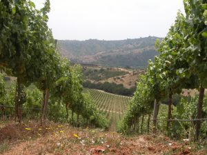 Descenso de las exportaciones de vino entre enero y abril