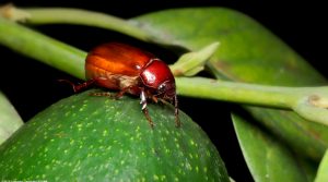 Marceño y Monalonion,  dos nuevos dolores de cabeza para los aguacateros