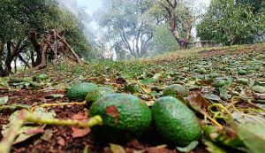 Nuevo golpe a la palta mexicana: fuertes granizadas dañan más de 2.000 hectáreas