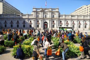 Embajada de Países Bajos en Chile celebró la llegada de la primavera regalando tulipanes