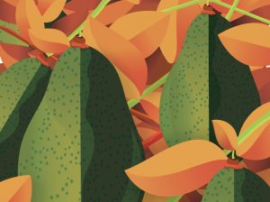 Montana Fruits y el reto de asumir plantaciones propias