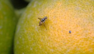 Fedefruta y Asoex evalúan impacto de detección de mosca de la fruta en Región Metropolitana