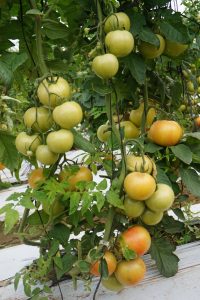 EEUU elimina restricciones a importación del tomate mexicano