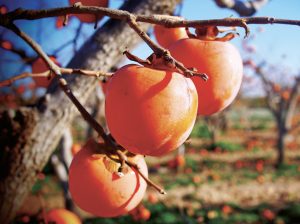 Las posibilidades comerciales y técnicas detrás del cultivo de caqui