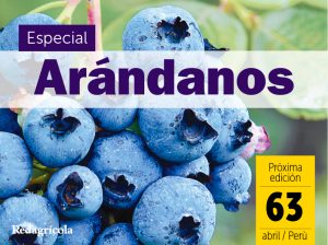 Especial Arándanos 2020: Retos productivos y comerciales