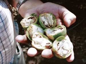 Caída de calibres en nueces en 2018