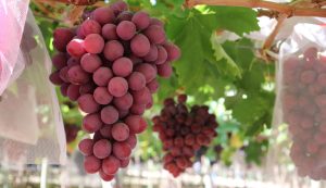 Arranca la primera ronda de negociación para un TLC con Hong Kong