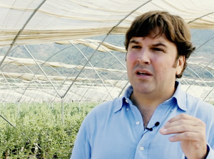 Producción de arándano orgánico en maceta y macrotúnel