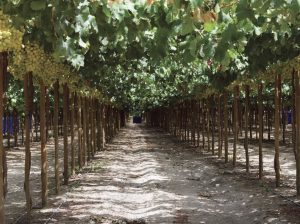 Herramientas para hacer frente al oídio