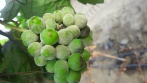 Provid y la Unalm se unen para monitorear la resistencia de las estrobirulinas en el control de oídio