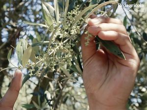 Controlar todas las variables del campo para predecir los rendimientos del olivar