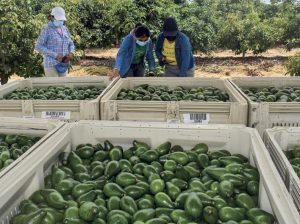 Ajustes necesarios para una mejor productividad y mayores calibres