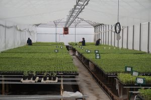 Olmos Plant del grupo Los Olmos: Un actor clave en la industria hortalicera nacional