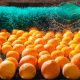 UE: aprueban cold treatment contra la falsa polilla para la importación de naranjas