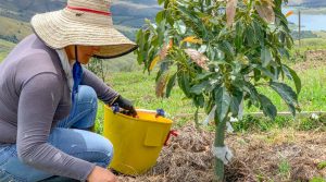 Los secretos detrás de la producción orgánica de aguacate Hass