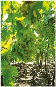 Efecto del tamaño del fruto y la formulación del plaguicida